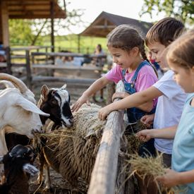 Fattorie didattiche: le più belle da visitare con i bambini